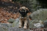 TERRIER DU TIBET 386